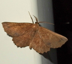 Euchlaena johnsonaria