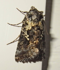 Syngrapha rectangula