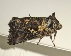 Syngrapha rectangula
