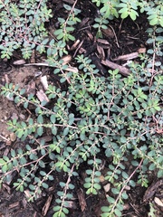 Euphorbia prostrata