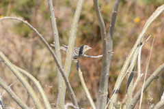 Ammodramus savannarum