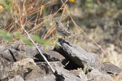 Ammodramus savannarum