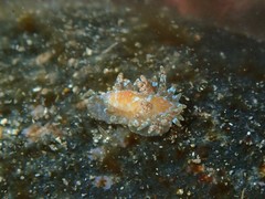 Caldukia affinis