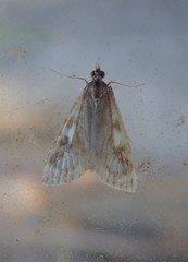 Udea olivalis