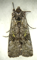 Syngrapha viridisigma