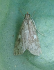 Udea olivalis