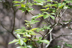 Aesculus pavia flavescens