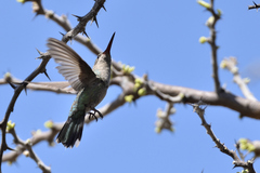 Cynanthus latirostris