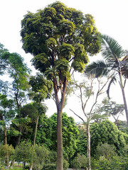 Heteropanax fragrans