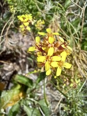 Sinapidendron gymnocalyx