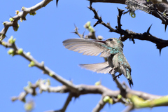 Cynanthus latirostris