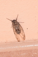 Cicada barbara lusitanica