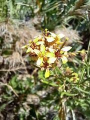 Sinapidendron gymnocalyx