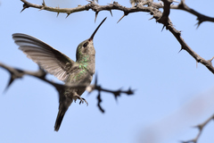 Cynanthus latirostris