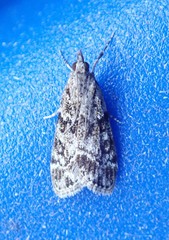 Eudonia lacustrata