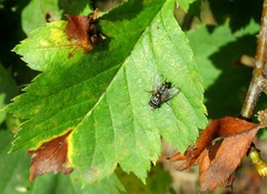 Metopia argyrocephala