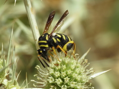 Leucospis gigas