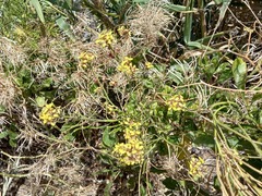 Sinapidendron gymnocalyx