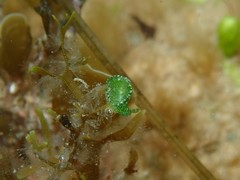 Berthelinia australis