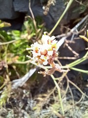 Sinapidendron gymnocalyx