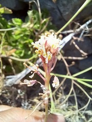 Sinapidendron gymnocalyx