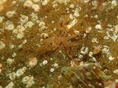 Ammothea australiensis