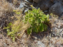 Sinapidendron gymnocalyx