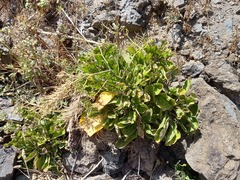 Sinapidendron gymnocalyx