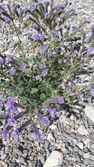 Phacelia crenulata