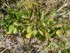 Sinapidendron gymnocalyx