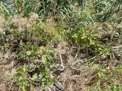 Sinapidendron gymnocalyx