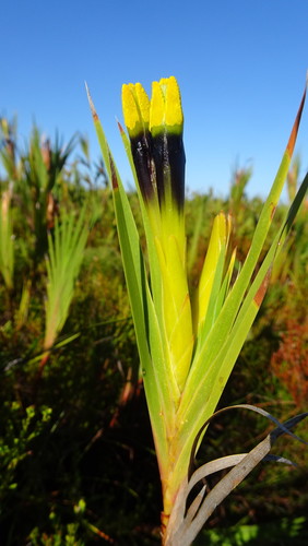 Image of Witsenia maura by (c) Paul Emms, some rights reserved (CC BY-SA)