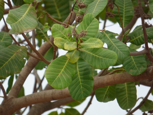 Anacardium occidentale image