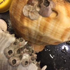 Amphibalanus variegatus