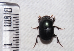 Digitonthophagus