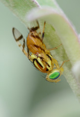 Zonosemata vittigera