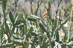Opuntia cochenillifera