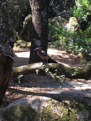Garrulus glandarius corsicanus