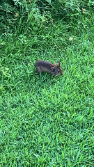 Sylvilagus palustris