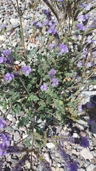 Phacelia crenulata