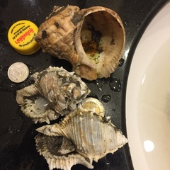 Bufonaria rana