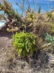 Sinapidendron gymnocalyx