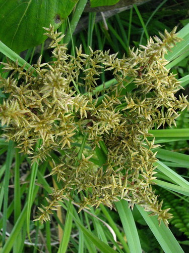 Cyperus javanicus