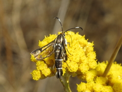 Pyropteron hispanica
