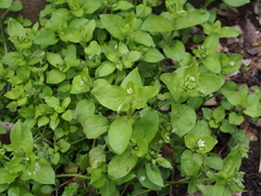 Stellaria neglecta