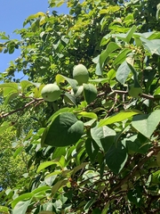 Pseudocydonia sinensis