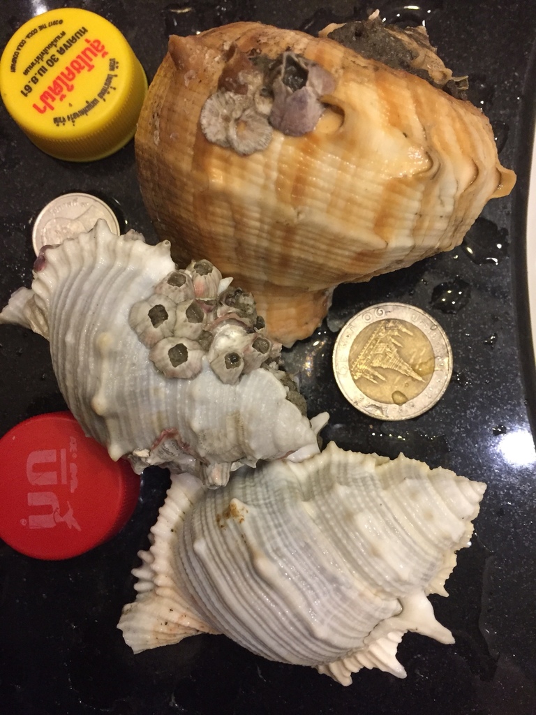 Common frogsnail