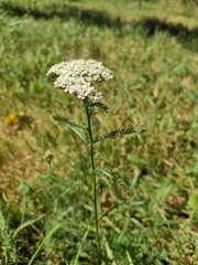 Achillea millefolium