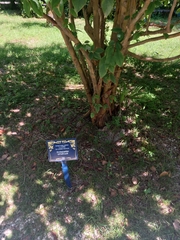 Pseudocydonia sinensis