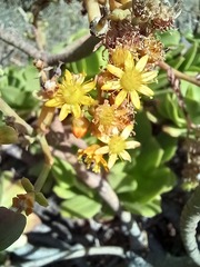 Aeonium glutinosum